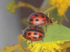 Peltoschema basicolle