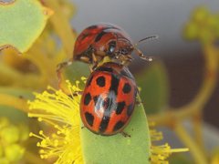 Peltoschema basicolle