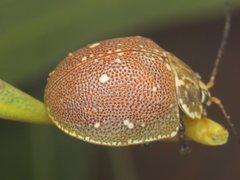 Paropsis aegrota