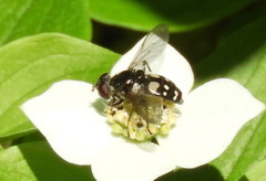 Sericomyia lata