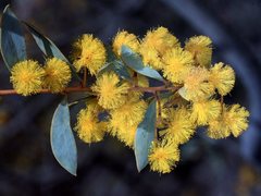 Acacia buxifolia