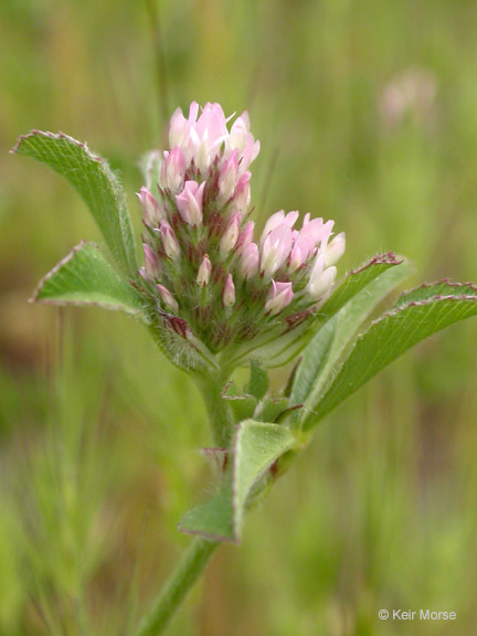 Trifolium striatum