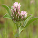 Trifolium striatum - Photo (c) 2008 Keir Morse, algunos derechos reservados (CC BY-NC-SA)