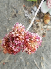 Eriogonum latifolium
