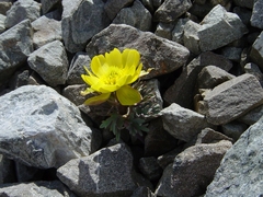 Ranunculus haastii