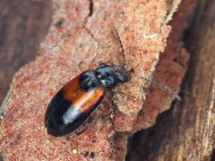 Monolepta minima