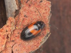 Monolepta minima