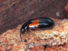 Monolepta minima