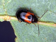 Monolepta minima