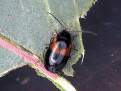 Monolepta minima