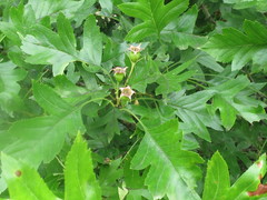 Crataegus pinnatifida
