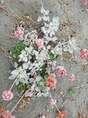 Eriogonum latifolium