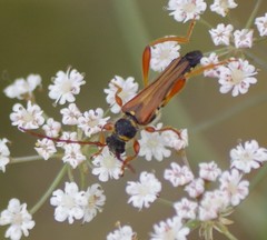 Stenopterus mauritanicus