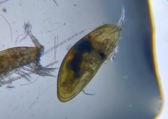 Cyprididae