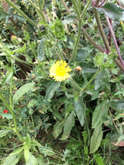 Helminthotheca echioides