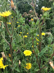 Helminthotheca echioides