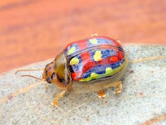 Paropsisterna annularis