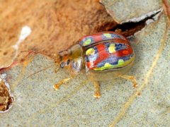 Paropsisterna annularis