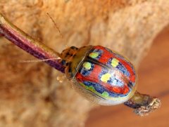 Paropsisterna annularis