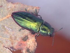 Melobasis obscurella