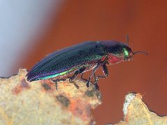 Melobasis obscurella