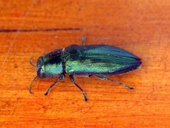 Melobasis obscurella