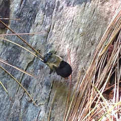 Cuterebra abdominalis