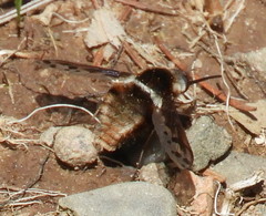 Bombylius pygmaeus