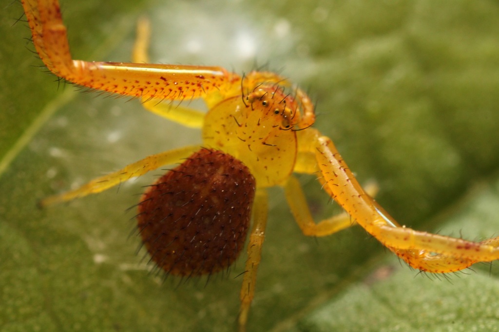 northeastern flower crab spider
