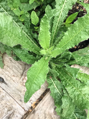 Helminthotheca echioides