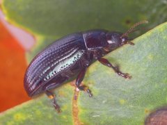 Paropsisterna irina