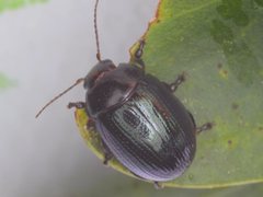 Paropsisterna irina