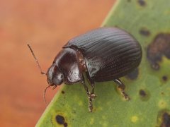 Paropsisterna irina