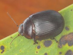 Paropsisterna irina