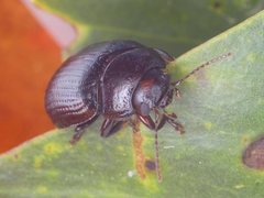 Paropsisterna irina