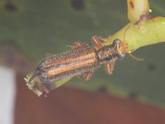 Lemidia