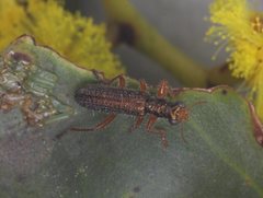 Lemidia