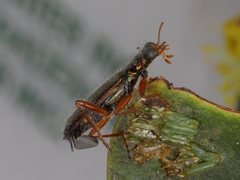 Lemidia