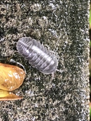 Armadillidium depressum