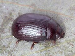 Paropsisterna irina