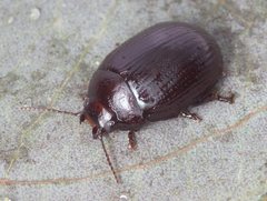 Paropsisterna irina