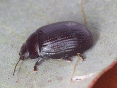 Paropsisterna irina