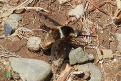 Bombylius pygmaeus