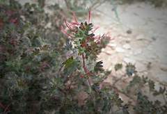 Acalypha radians