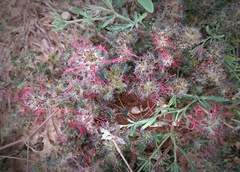 Acalypha radians