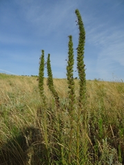 Pontechium maculatum