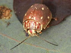 Paropsis geographica