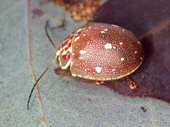 Paropsis geographica