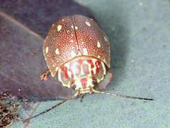 Paropsis geographica