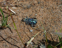 Cicindela depressula